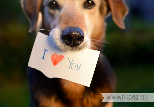 Signs Your Dog Loves You (And How to Show It Back)