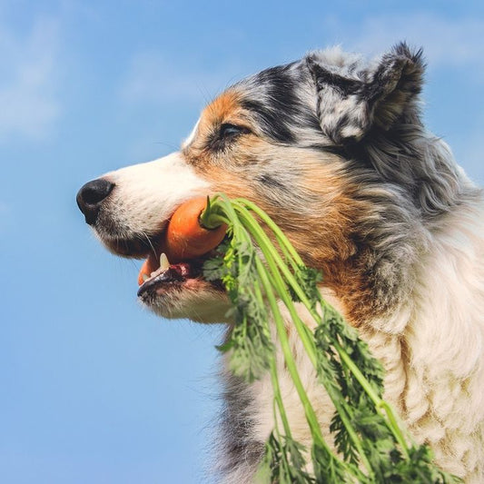 Healthy Dog Diet: What Should Your Pup Eat?